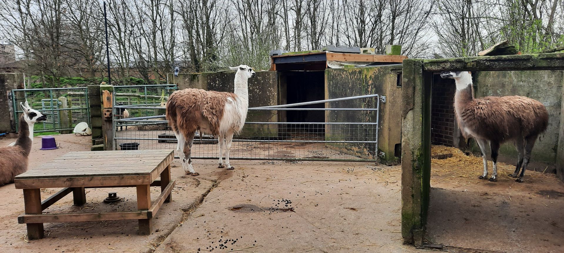 Llamas in Mudchute Farm